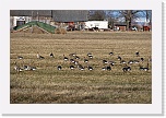 2 tundrahanhia  Anser albifrons_5641 * 900 x 600 * (508KB)